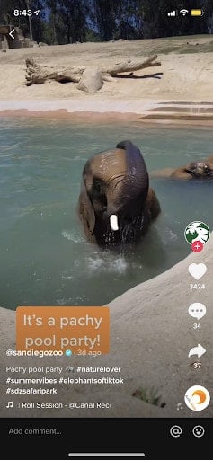 An elephant having a swim on San Diego Zoo's TikTok