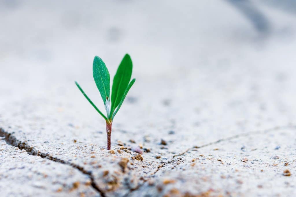 Identifying sustainable social media audience growth